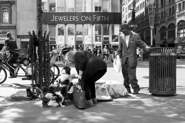 Fifth Ave puppies