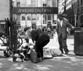 Fifth Ave puppies